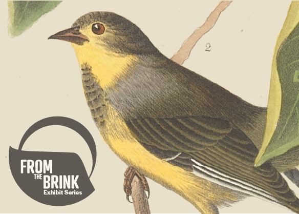 Vintage-style illustration of a yellow and olive songbird on a branch, with the From the Brink Exhibit Series logo in the lower left corner.
