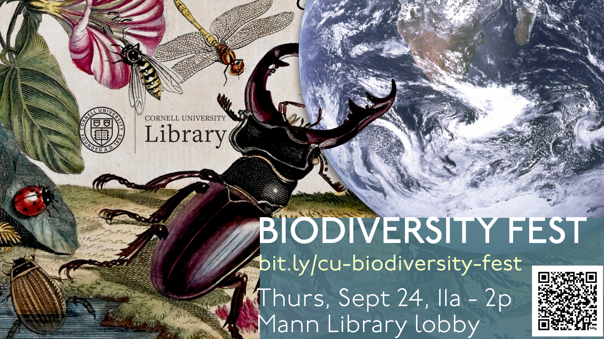 Biodiversity Fest graphic featuring vintage illustrations of insects and plants alongside an image of Earth from space. Text reads: “Biodiversity Fest. Thurs, Sept 24, 11a–2p. Mann Library Lobby,” with a QR code and event link.
